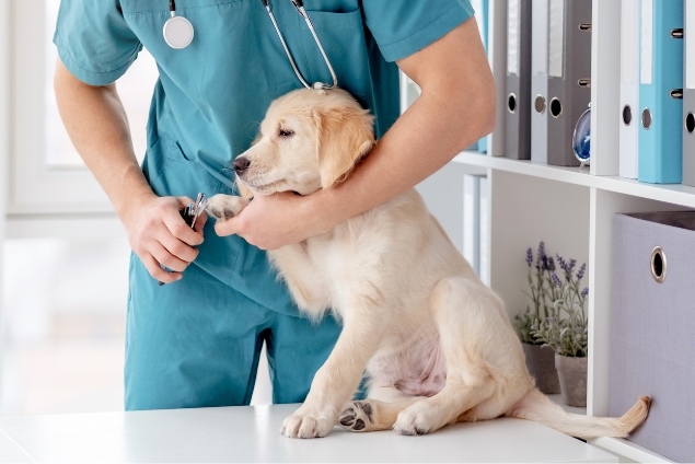 Consultation vétérinaire pour chiens et chats à domicile. Vétérinaire à domicile. Contrôle général, soins médicaux chiens et chats.