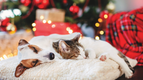 Chat et chien qui dorment sous le sapin