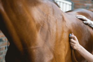 Comprendre la colique chez le cheval