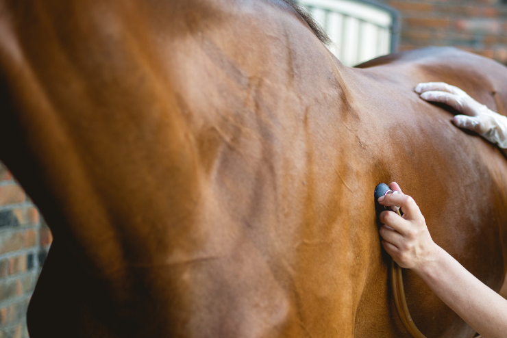 examen clinique d'un cheval