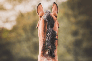 Prévention parasitaire : la bonne stratégie pour votre cheval