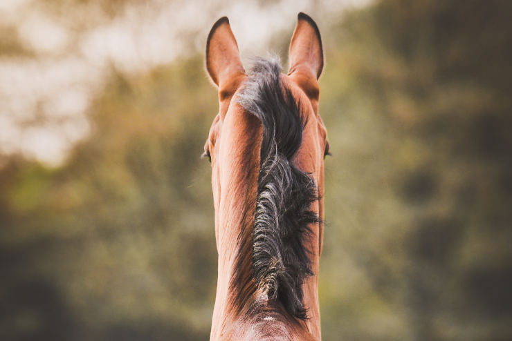 Prévention parasitaire chez le cheval