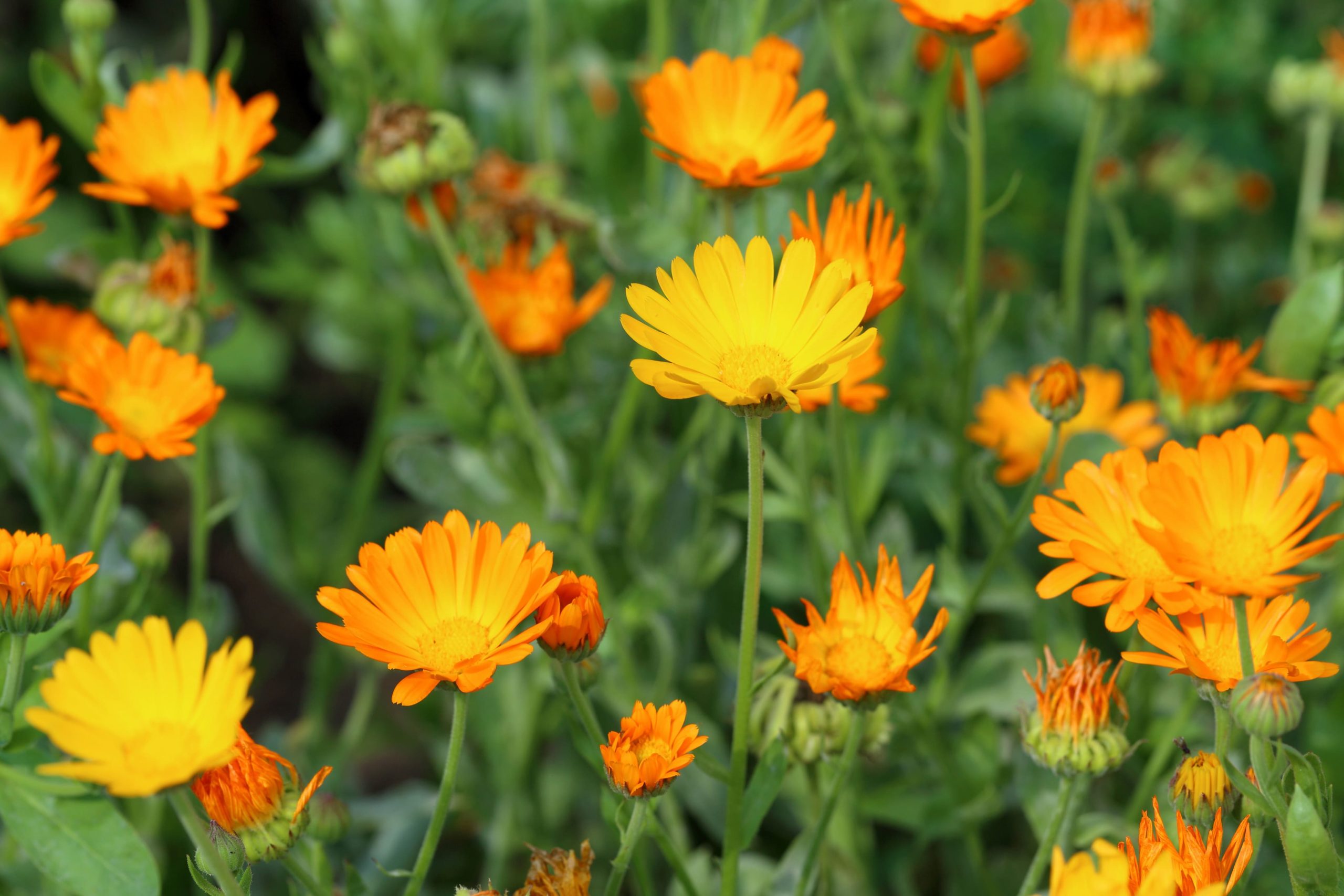 Plante Calendula - phytothérapie