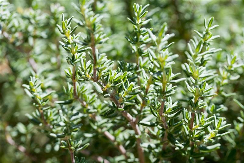 Plante Thym -Phytothérapie