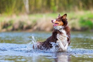 Canicule: comment protéger vos animaux?