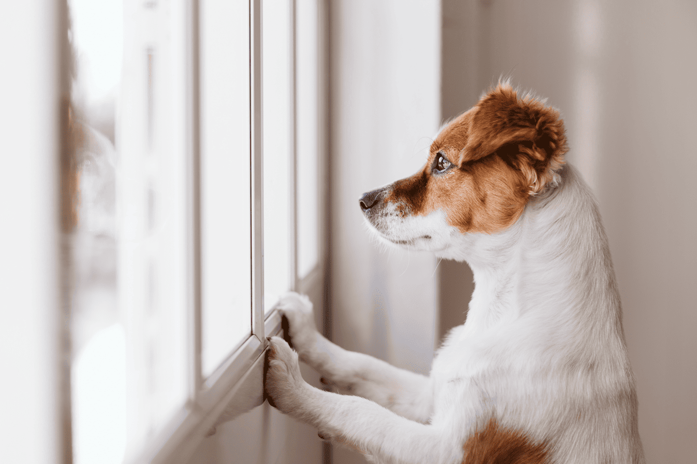 Conseils vétérinaires pour chiens et chats vaud