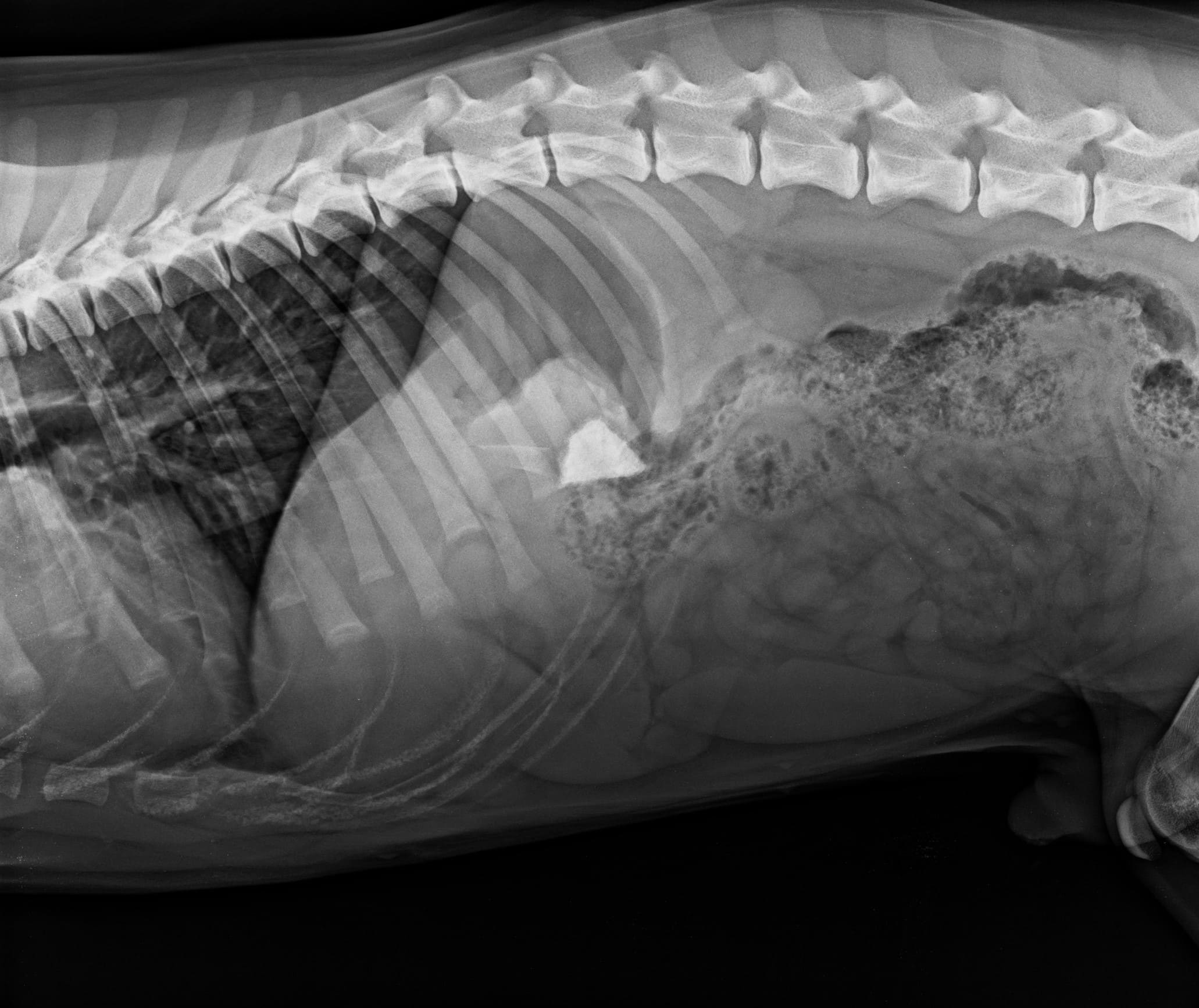 radiographie d'un chien avec un corps étranger dans l'estomac