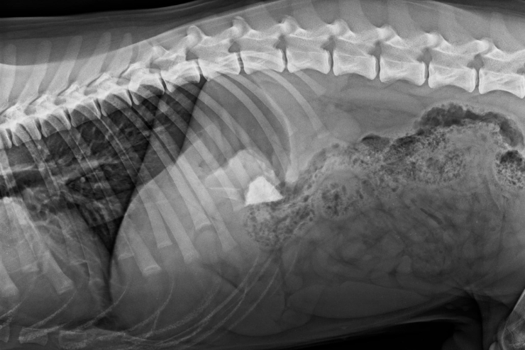 radiographie d'un chien avec un corps étranger dans l'estomac