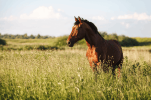 Et si la santé de votre cheval commençait par ses dents ?