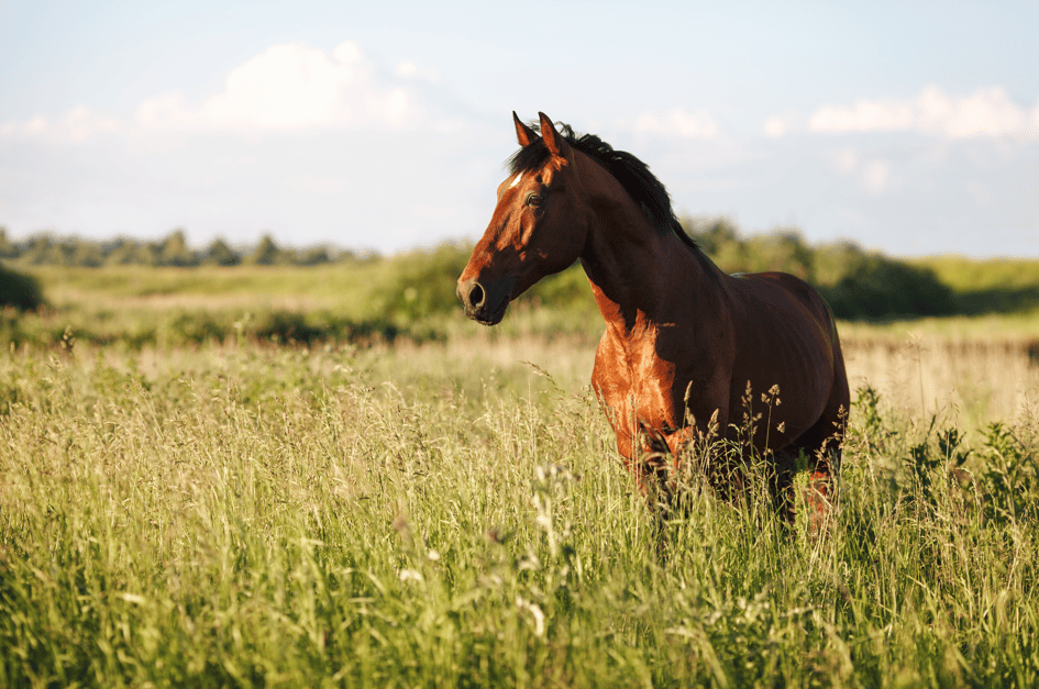 Vétérinaire equin vaud