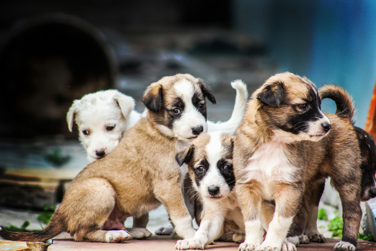 BRUCELLOSE CANINE : COMPRENDRE LES RISQUES POUR L’HUMAIN