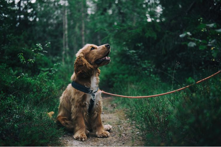 Conseils vétos chien et chat