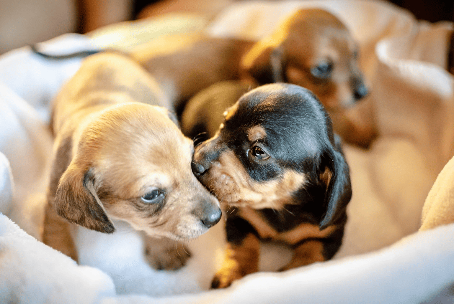 Zoonose chien. Conseils vétos Vaud