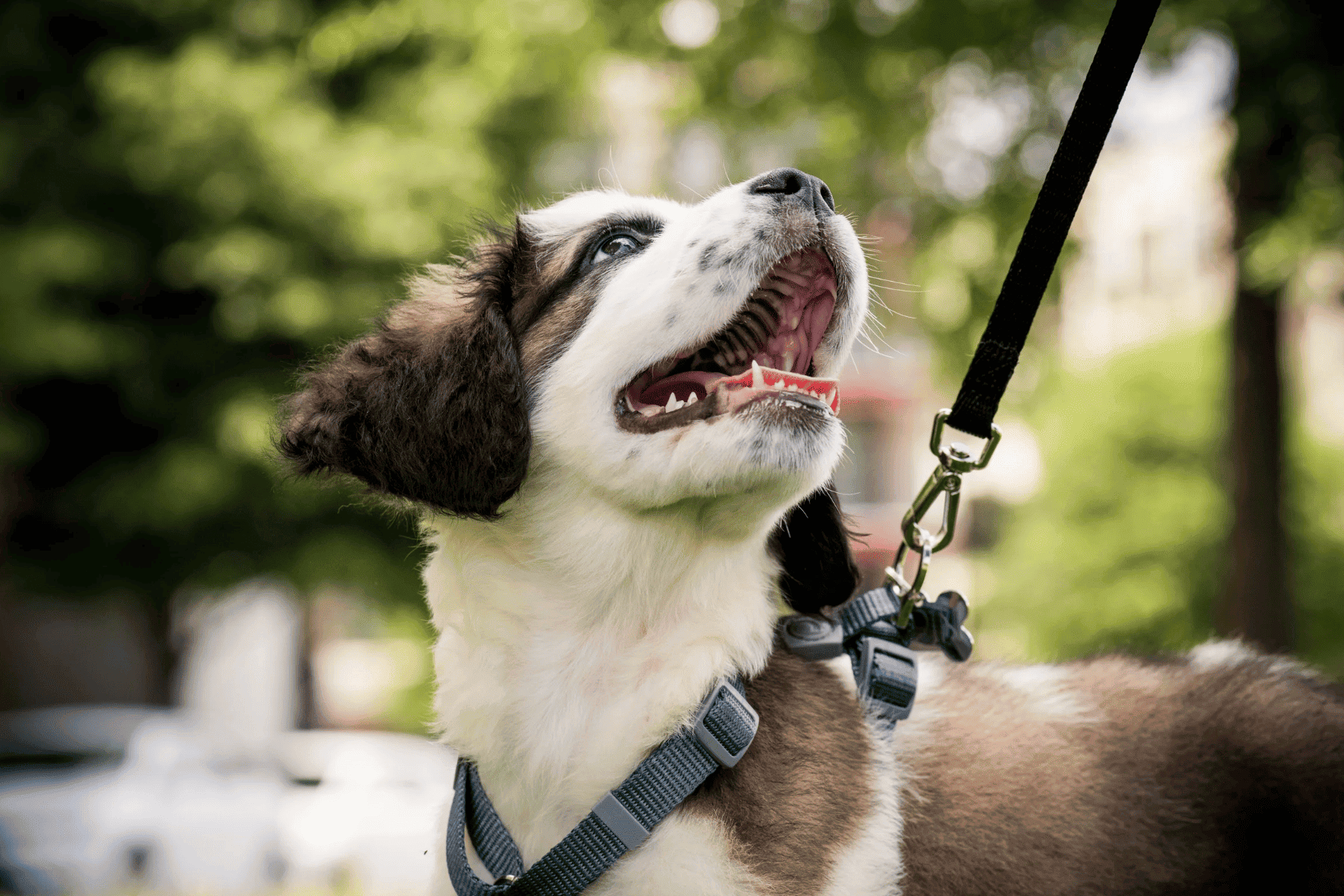 Conseils vétérinaires pour chiens et chats vaud