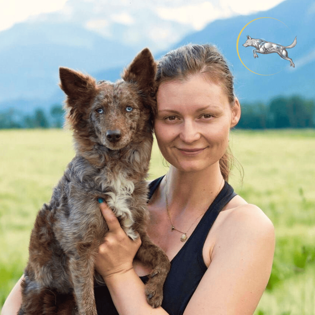 Ostéopathe pour chiens sovet vétérinaires