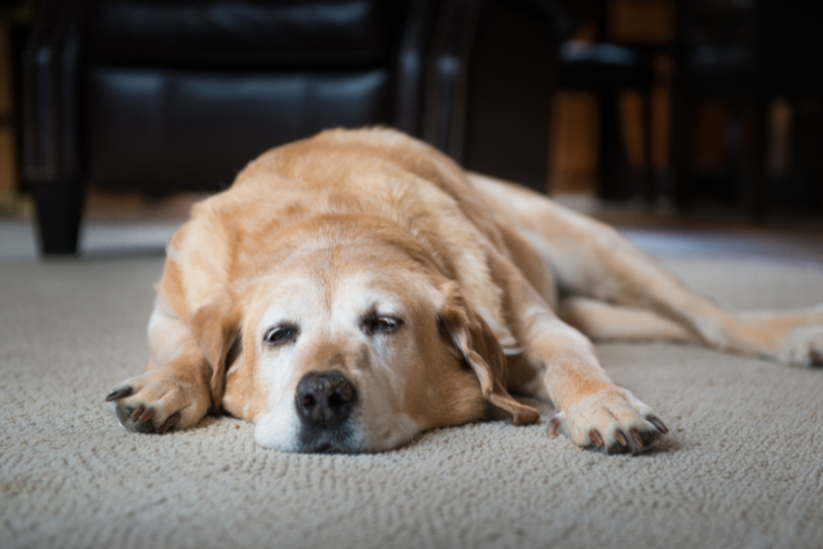 Accompagnement vétérinaire fin de vie chien et chat