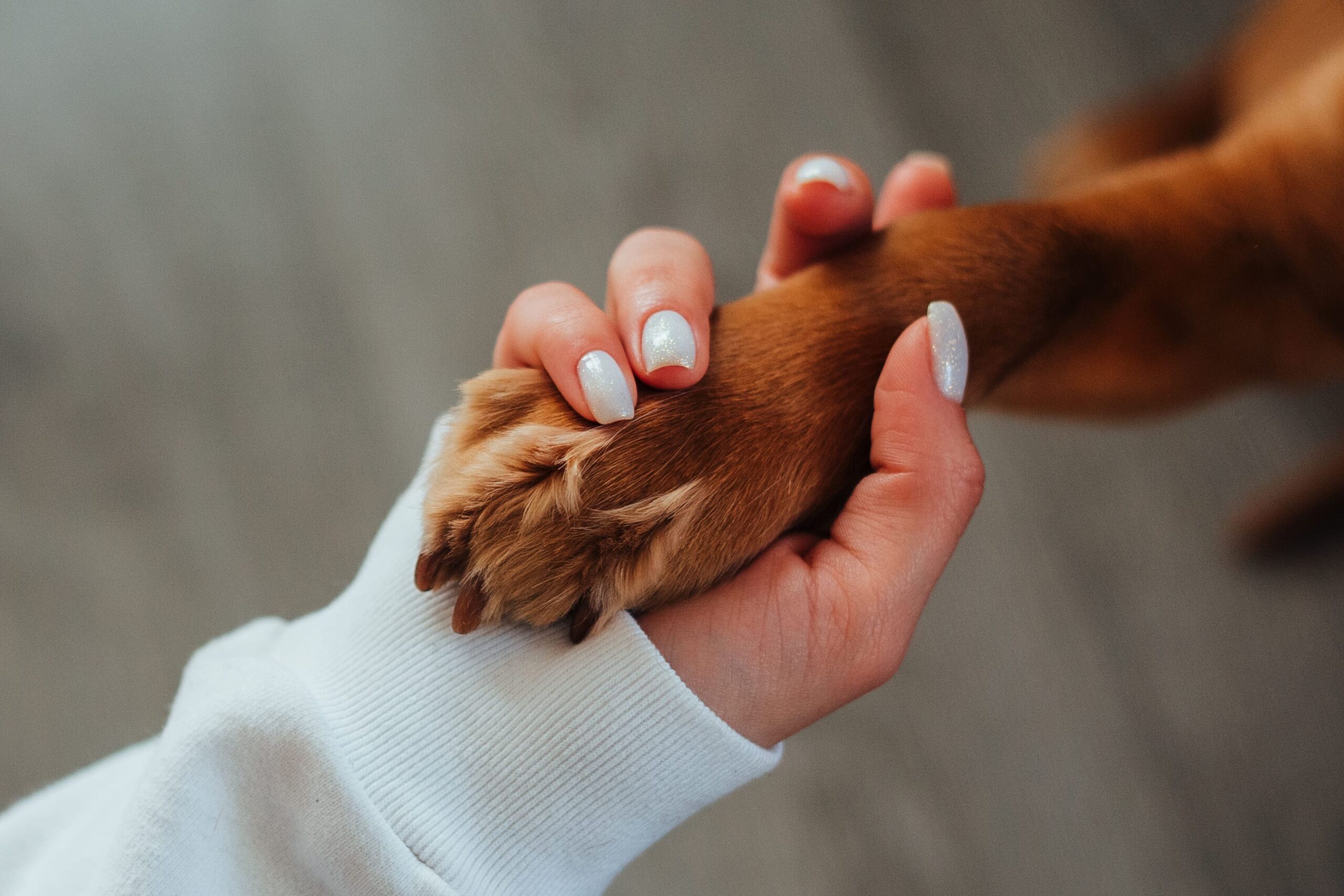 accompagnement vétérinaire fin de vie chien et chat