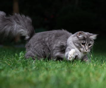 Conseils vétérinaires Toxoplasmose, sovet vétérinaires vaud