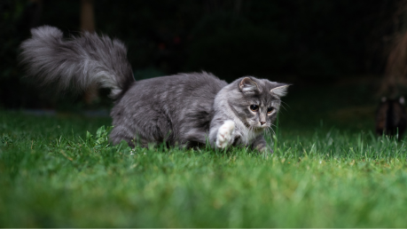 Conseils vétérinaires Toxoplasmose, sovet vétérinaires vaud