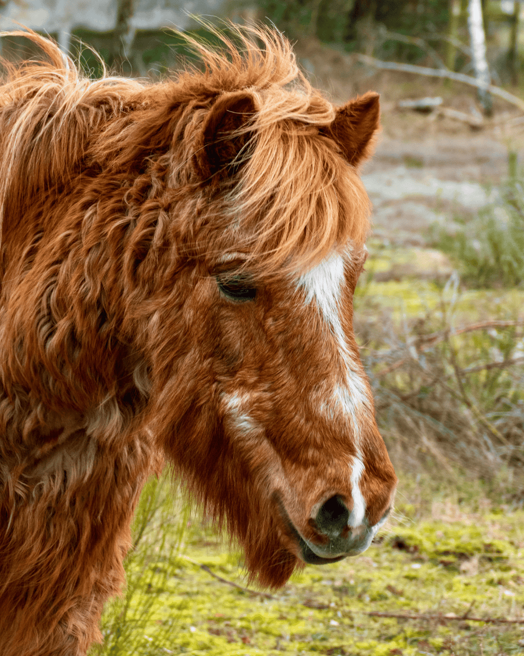 Conseils vétérinaires, Cushing chez le cheval