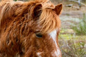 Conseils vétérinaires, Cushing chez le cheval
