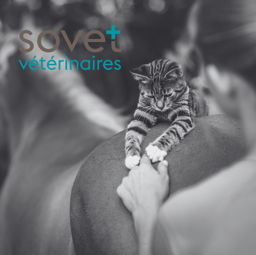 Place d'apprentissage assistante en médecine vétérinaire vaud. Chat sur un cheval.