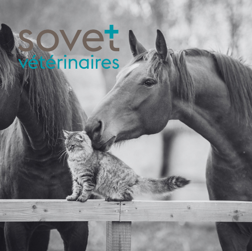 Place d'apprentissage assistante en médecine vétérinaire vaud. Chat et cheval dans un pré.