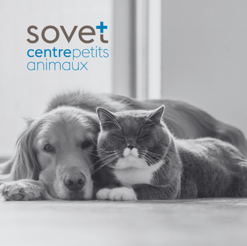 Place d'apprentissage assistante en médecine vétérinaire vaud. Chien et chat dans une maison.