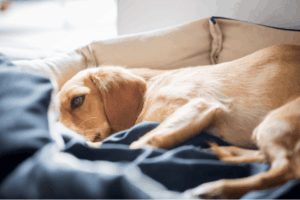 Conseils vétos chien et chat pour la gastro-entérite