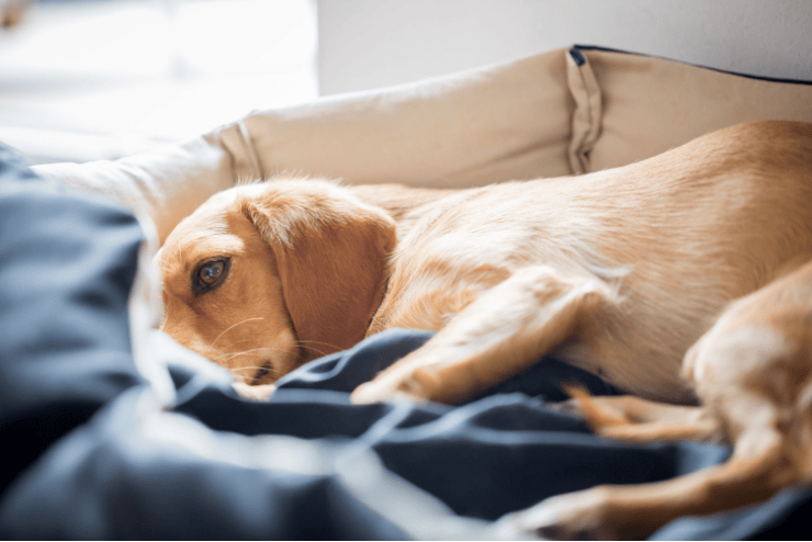 Conseils vétos chien et chat pour la gastro-entérite