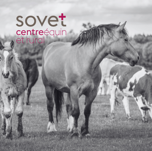 Place de stagiaire vétérinaire vaud. chevaux et vaches qui mangent de l'herbe.