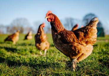 sovet vétérinaires vaud, conseils poules de jardin