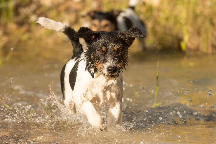 La leptospirose, conseils vétérinaires, vétérinaire sovet petits animaux à Cossonay