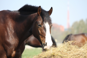 Pourquoi mon cheval tousse ? Conseils sovet vétérinaires