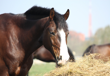 Article conseils sur la toux du cheval