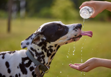 conseils vétos, coup de chaleur chien