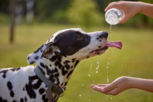 conseils vétos, coup de chaleur chien