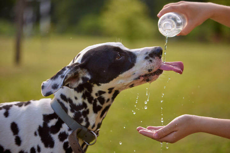 conseils vétos, coup de chaleur chien