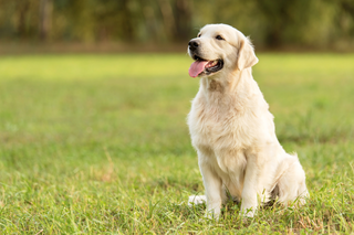 Chirurgie ligament croisé antérieur chien, Bastien Planchamp Dr Chirurgien ECVS sovet petits animaux Cossonay