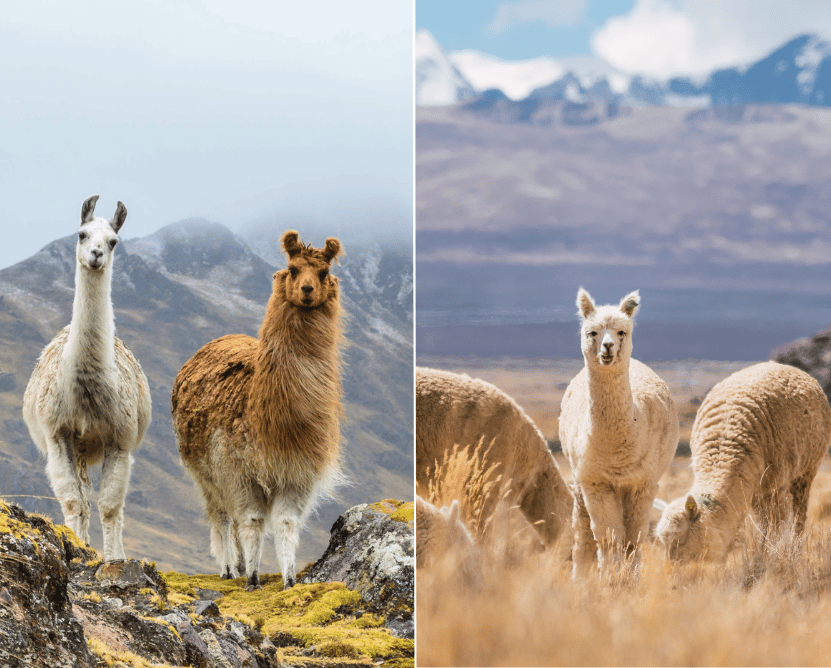 Lamas et alpagas, des camélidés pas comme les autres. Conseils vétérinaires sovet équin et rural à Senarclens