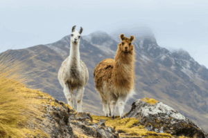 Lamas et alpagas, des camélidés pas comme les autres. Conseils vétérinaires sovet équin et rural à Senarclens
