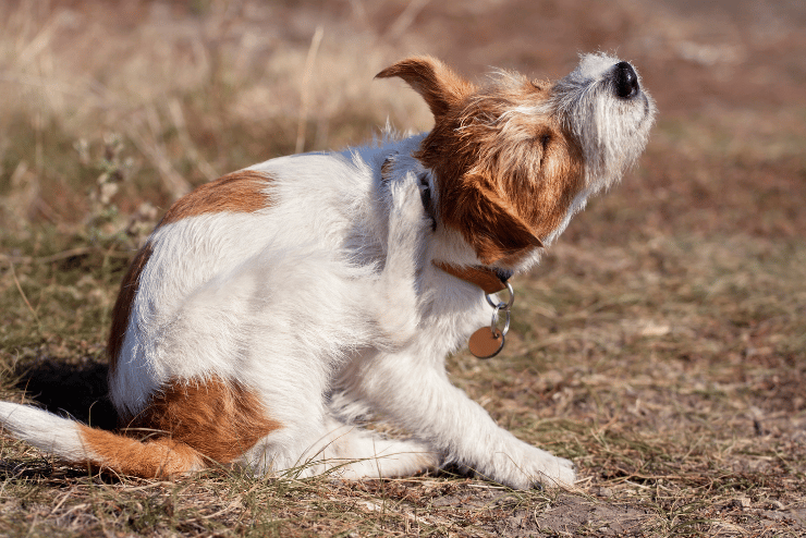 conseils vétérinaires, article sur les puces chez le chien et le chat